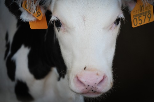 How the Dairy Industry Has Unnaturally Altered the Life of Cows