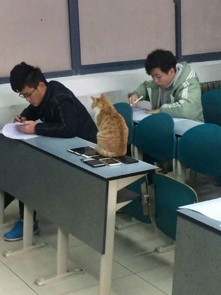 markv5-translated:markv5:Профессор кот внимательно следит, чтобы никто не списывал…Professor cat car