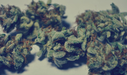 the-stoners-blog:  Stoner Supply co. Weed