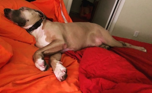 brutusthewonderdog: He even sleeps in the most dramatic pose possible