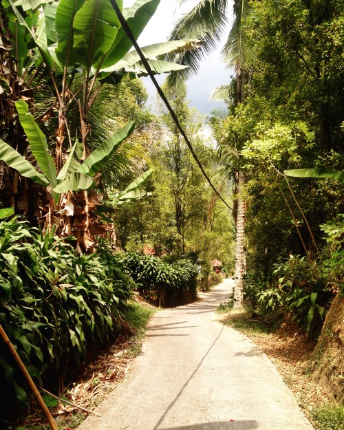 beccam724:  Munduk, Bali, Indonesia 9/10/15 Take me back to the jungle