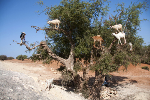 Fadel Senna/AFP/Getty Images (Moroccan, b. Rabat, Morocco) - This photo taken on August 26, 2012, sh