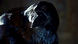 tumblr_ptdbjb0l2S1ut1d6co6_r1_400.gif