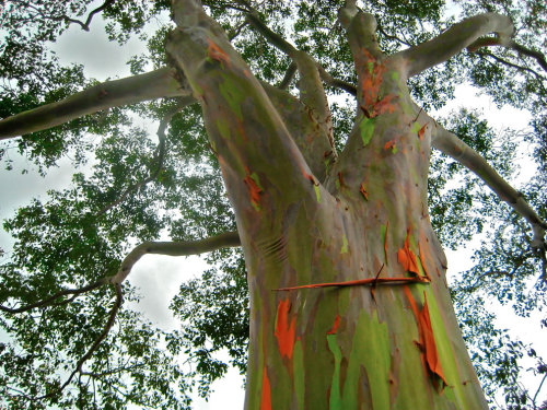 sixpenceee:  Rainbow Eucalyptus TreesThe rainbow color appears because these trees shed patches of bark at different times of the year.(Source)