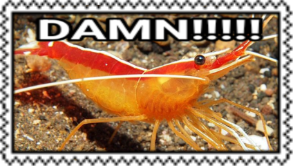 Damn shrimp stamp
