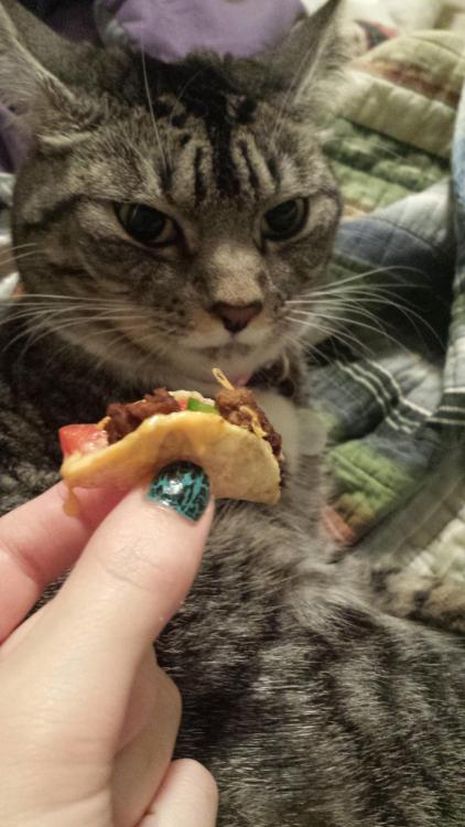 Porn awwww-cute:  offered my cat a tiny taco. photos