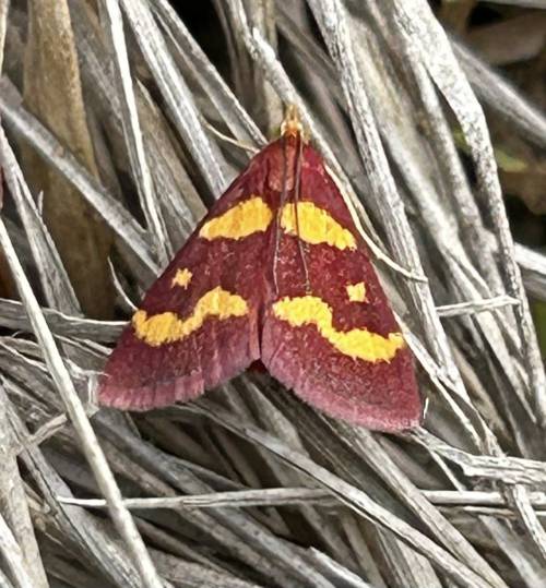 Coffee-loving Pyrausta Moth (Pyrausta Tyralis), Family Crambidae, Montgomery County, TX, USA