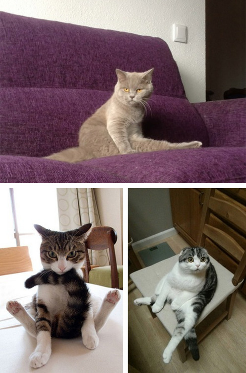 tastefullyoffensive:  Cats Sitting Like Humans porn pictures