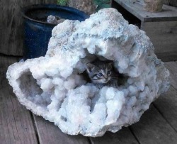 sixthrock:  earthstory:  geologyrocksandminerals: “Quartz geode with kitten inclusion” @geologycat   ooh, a rare deposit of Adorableite! 