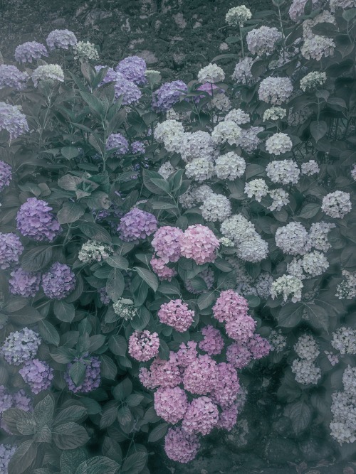 If Flowers Were Blooming In Heaven