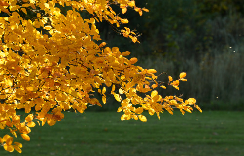 Some sunny autumny noon walk