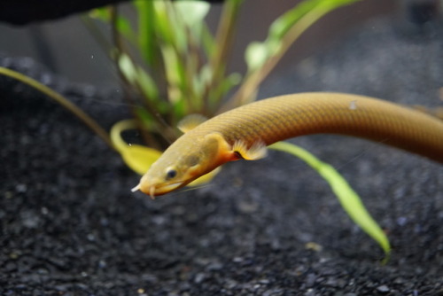 Finally a good chance to try out the macro lens. Some good pictures of Taako my rope fish. And our g