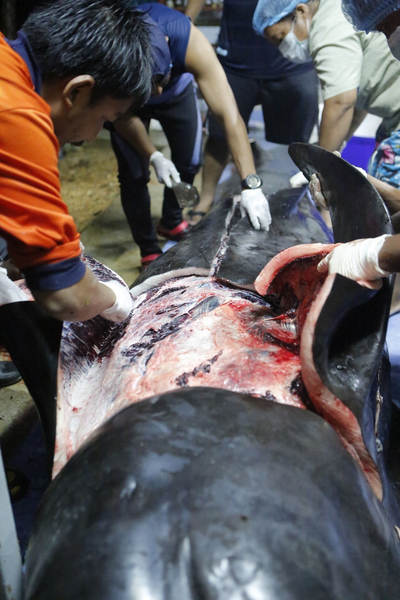 TAILANDIA. Muere una ballena tras tragarse ocho kilos de bolsas de plástico. Ochenta bolsas de plástico fueron hallados en el estómago de un ballena piloto que murió en el sur de Tailandia tras vómitos y convulsiones. (EFE)
MIRÁ TODA LA...