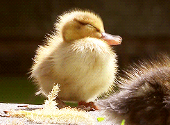 gifsboom:Cute Duck GIFs