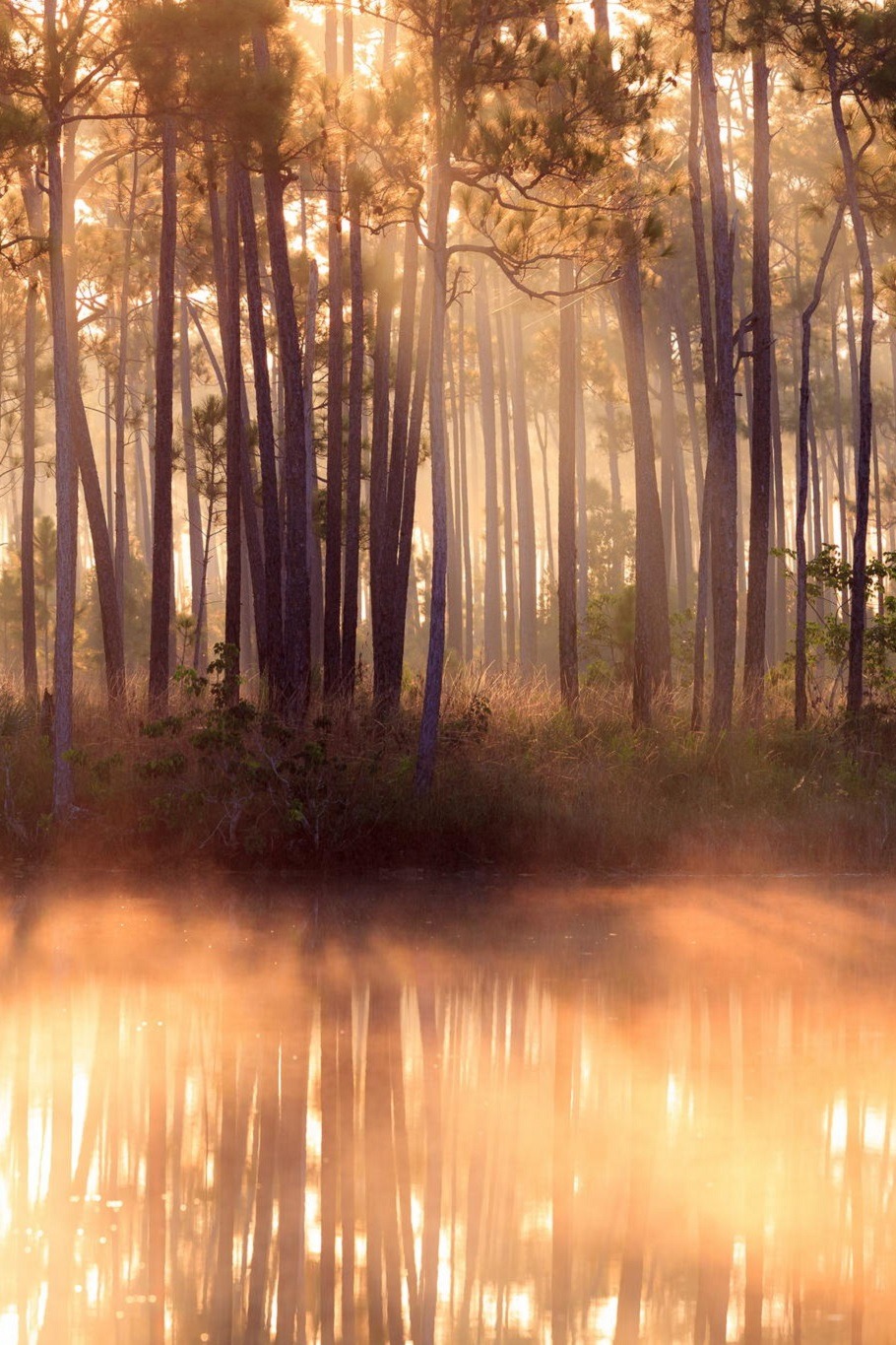 sublim-ature:  Long Pine Key, FloridaJonathan Gewirtz