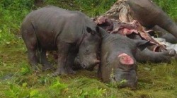  Heartbreaking photo of baby rhino standing