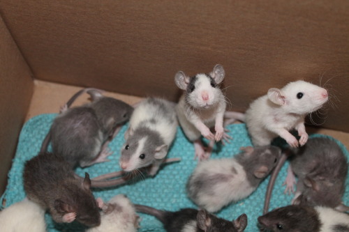 furrsonalitypets:Group shots on day twenty-nine. The babies are now without their mommy.