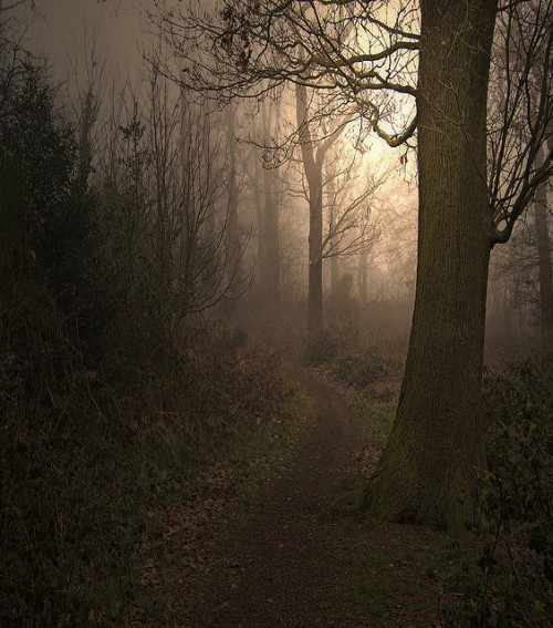 Entre la niebla. by toalafoto on Flickr.