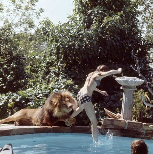 egocollatisviribus:  These photographs show Tippi Hedren — star of Alfred Hitchcock’s The Birds — with her husband, director Noel Marshall, and her daughter, actress Melanie Griffith, and their lion, Neil.  Hedren founded Roar Foundation and Shambala