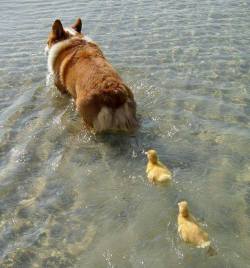 petcornerblog:  “Mother Corgi and her