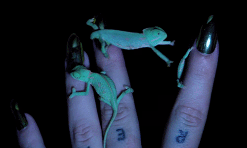 idredg:  ✡