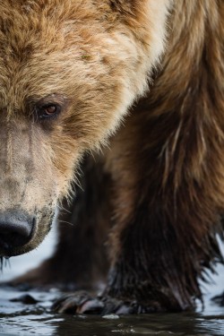 radivs:  'Grizzly Close-up' by Brice Petit