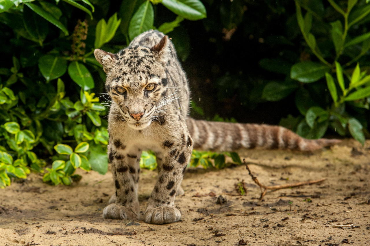 bigcatkingdom:  (via 500px / Clouded Leopard by Richard Langford)