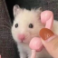 the-rat-hivemind