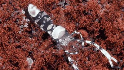 Transparent Cleaner Shrimp. [video]