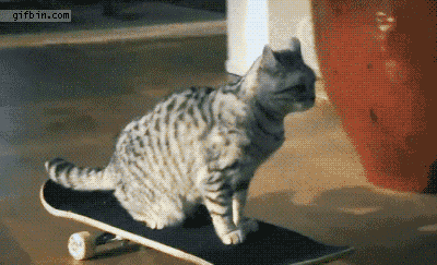 blazepress:  40 GIFs That Perfectly Sum up the Life of a Cat