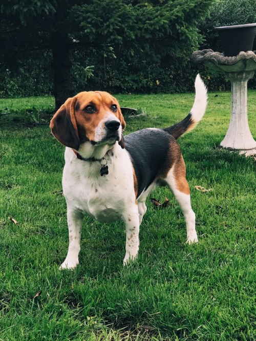 Ollie on Patrol | August 2017 | Created with VSCO®