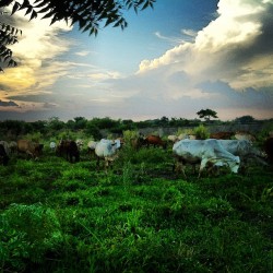 Espectacular atardecer en el Danto #paisajes #ganado