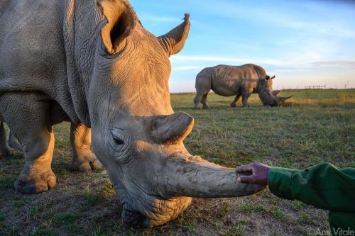 Photos by @amivitale. The last two northern white rhinos on the planet are never alone. They are car