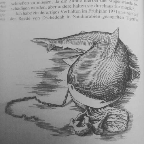 #seamonsters #shark #oldbookillustration #tigershark #engraving