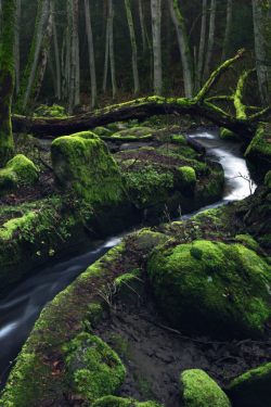 expressions-of-nature:  Mossy Creek | Kilian Schönberger 