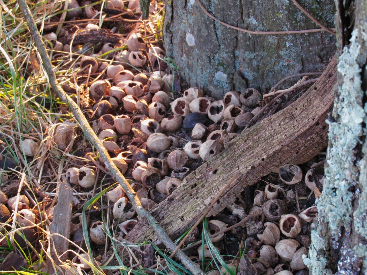 geopsych:  The base of the hickory tree.There must be a well-fed squirrel nearby.