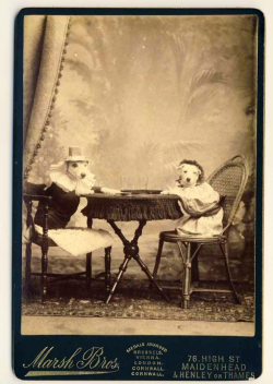 historicaltimes:  Dogs playing cards in 1891.