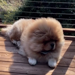 snakes-stims:chow chows : 1 2 3 4 5 6 7 8 9