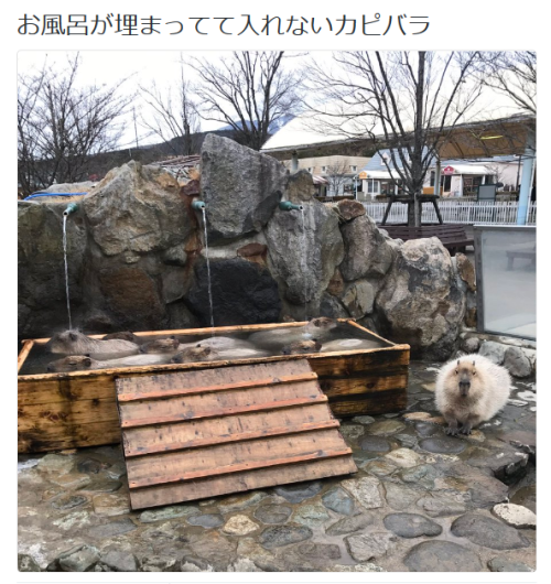 highlandvalley:ぎんなんさんのツイート: “お風呂が埋まってて入れないカピバラ https://t.co/4cRcn7SSE5”