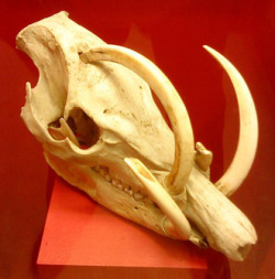 strangebiology:  The babirusa (in the pig family) has four large tusks. This old male has grown one tusk so long that it impaled his own skull, perhaps fatally.  From Tetrapod Zoology. 