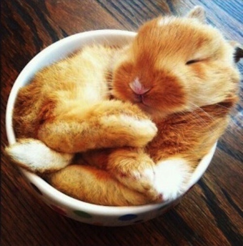 gobroadway:  bunnies in tea cups 🐇☕️