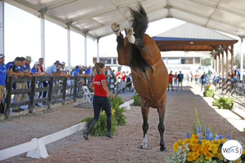 transperceneige: Tryon World Equestrian Games 2018 - show jumping vet check | © Jenny AbrahamssonHar