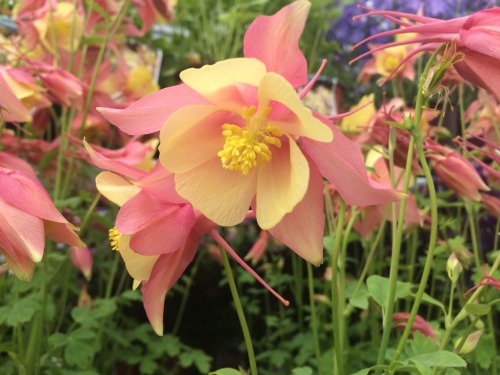 kinomatika:  Went to a nursery today p:  Bonus points if you can name every variety!
