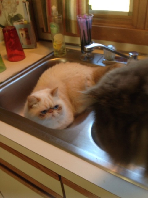 wheatles-the-cat:  Wheatley parked himself in the sink and Angie got really offended 