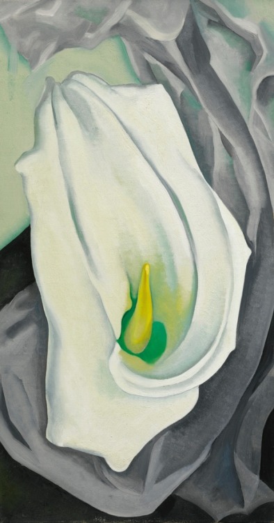 arsvitaest:Georgia O’Keeffe, White Calla Lily, 1927, oil on canvas