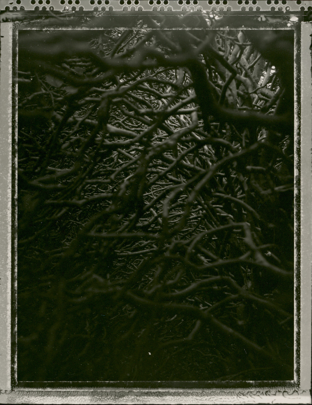 the hedge
Polaroid 55, 4x5 film, contact print on Agfa fibre based paper