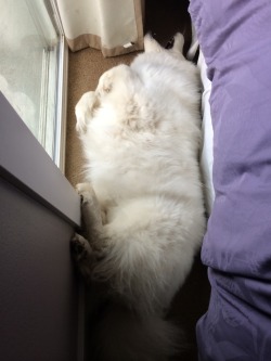 spoopumthesamoyed:  The rug beside the bed