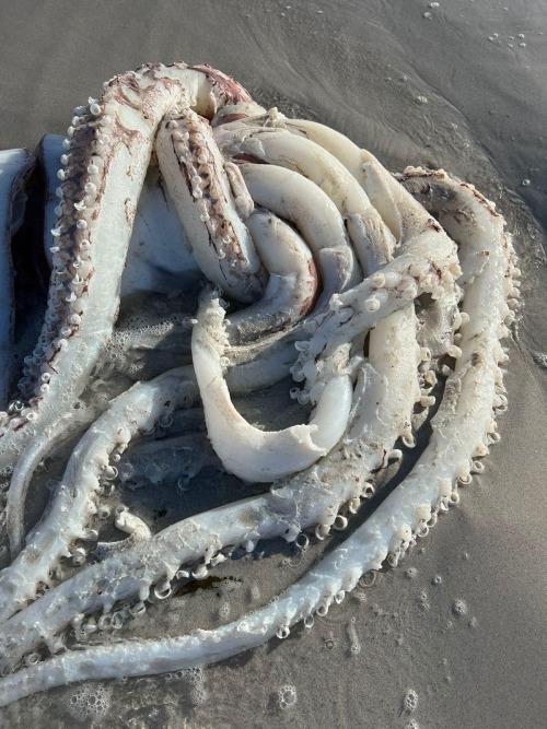 This giant Squid washed up on the Beach at Kommetjie, South Africa,  during the night. The museum is