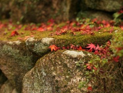 pagewoman:  Leaves and Lichen  