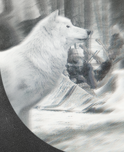 dustlights:  and now my watch begins; Game of Thrones AU (HBD JULIE-SAMA)   